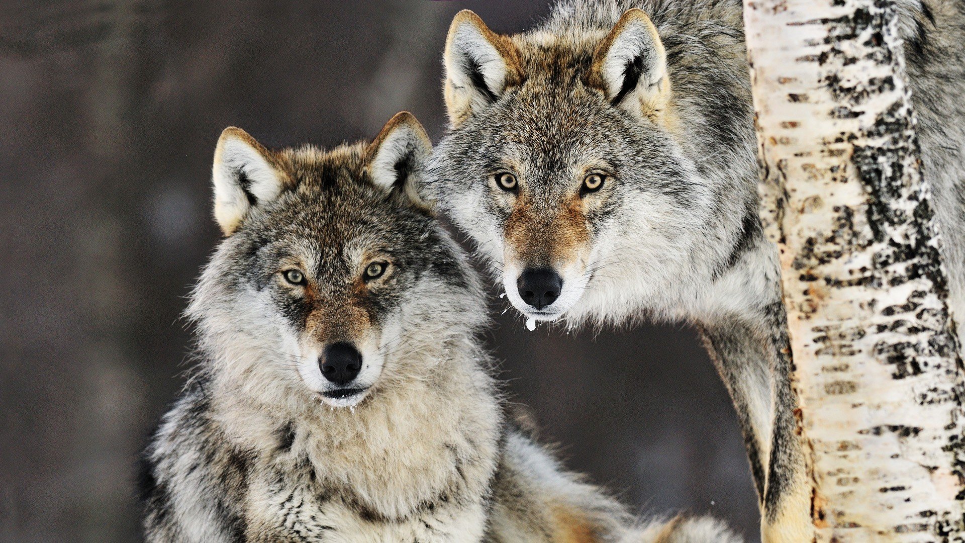 Animals Gray Wolf Wolves Wallpaper Foto