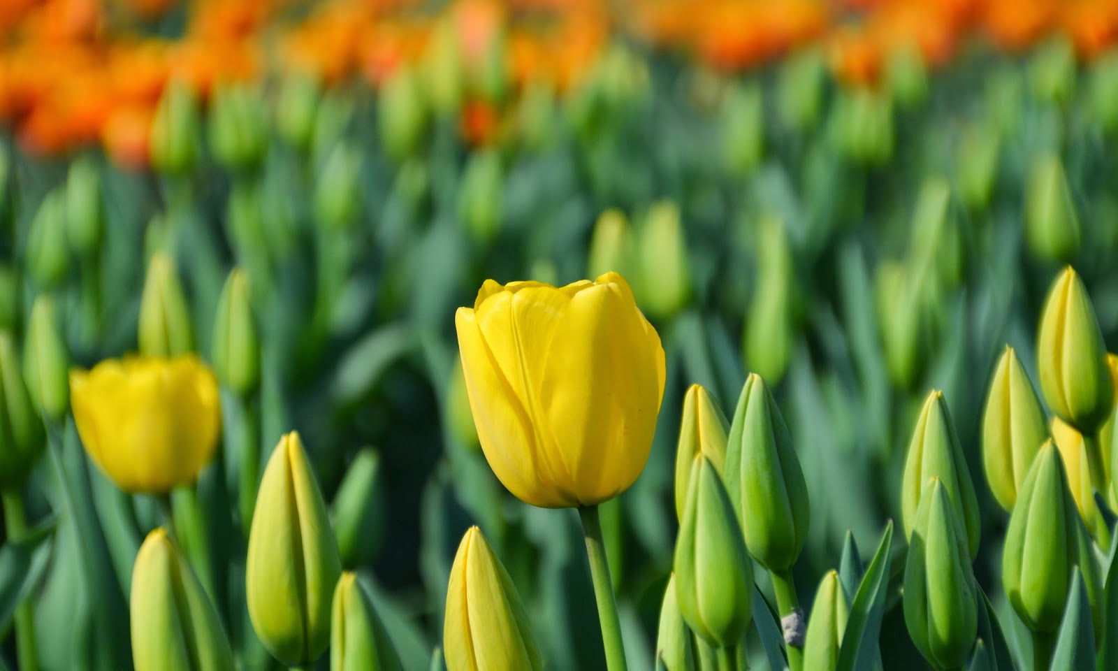 Tulips HD Wallpapers Free Download HD Wallpapers High Definition
