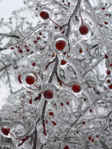 Ice Storm Wallpaper High Definition