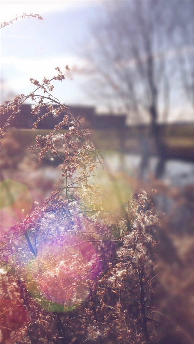 Sad Day Flower Nature Flare iPhone Wallpaper