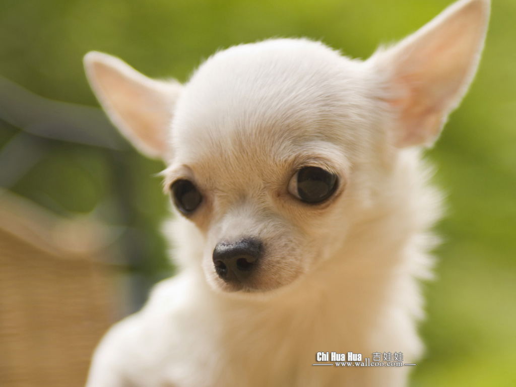 Dog Chihuahua Background Desktop Wallpaper Dogs HD