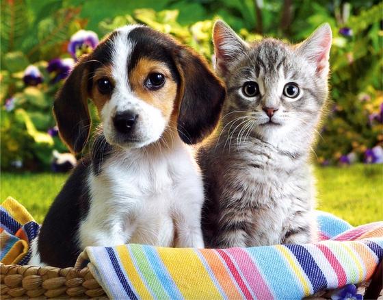 Beagle And Kitten