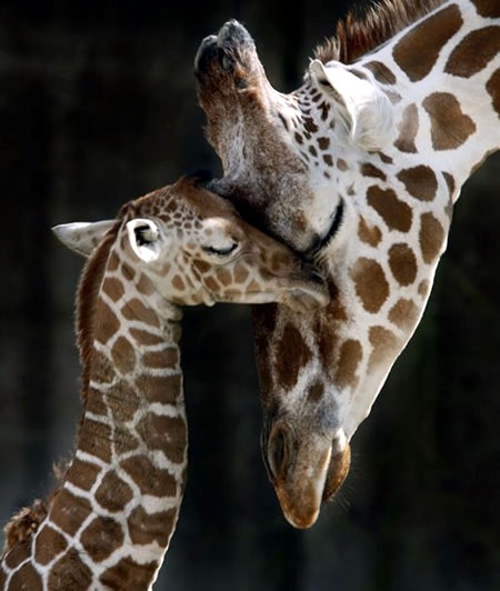 Funny Mom And Baby Giraffe Animal