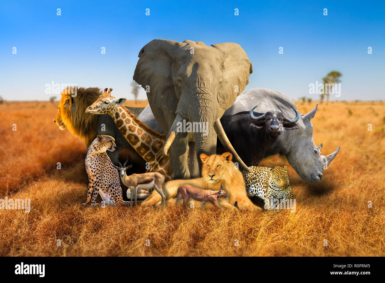 Big Five and wild african animals composition on savannah nature 1300x956