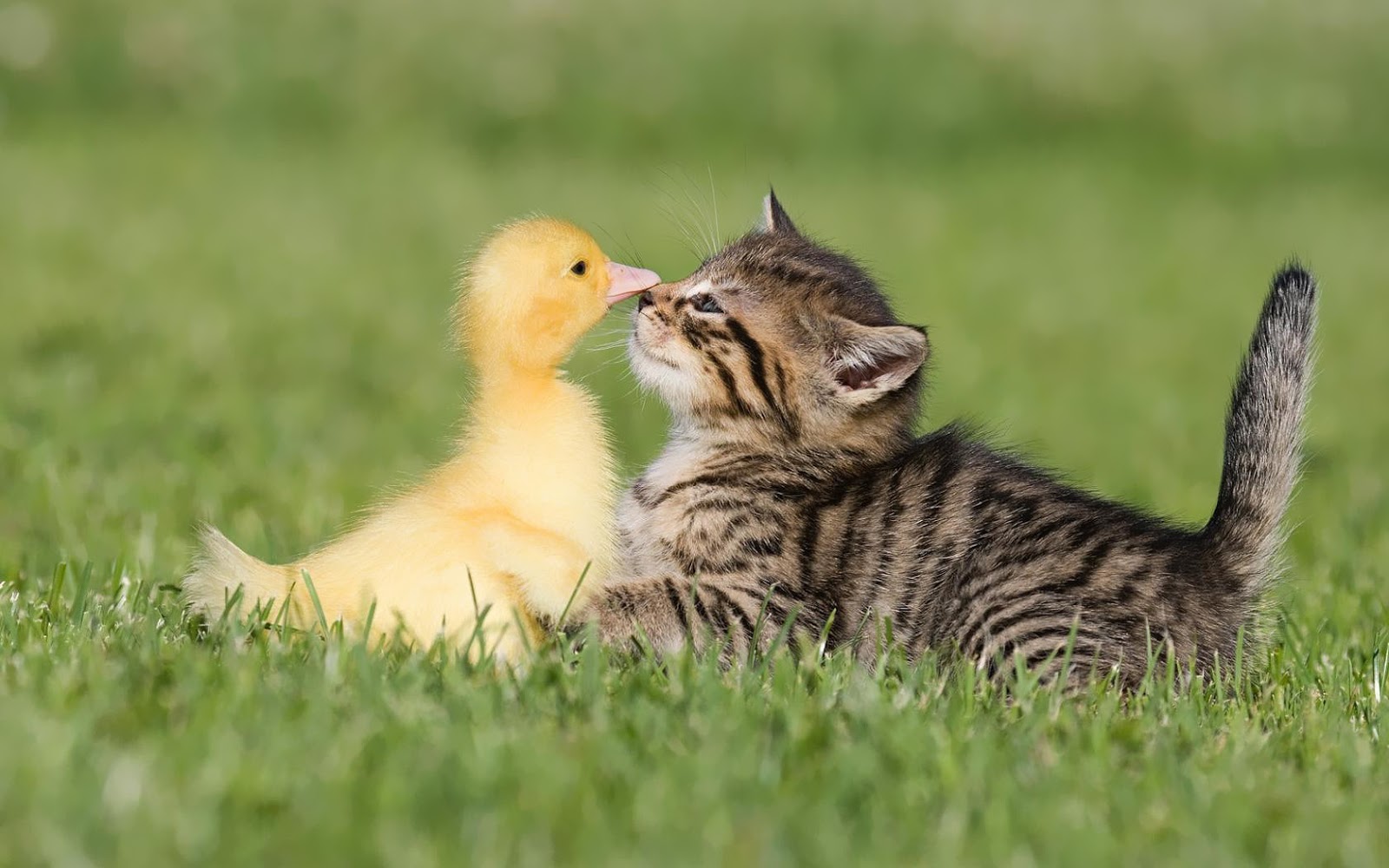 Funny Wallpaper Of A Cat And Duck HD Animals