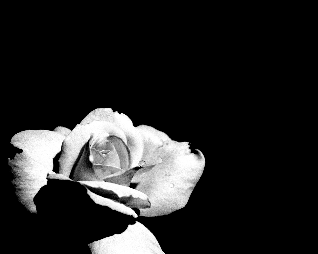 Background Black And White Flowers