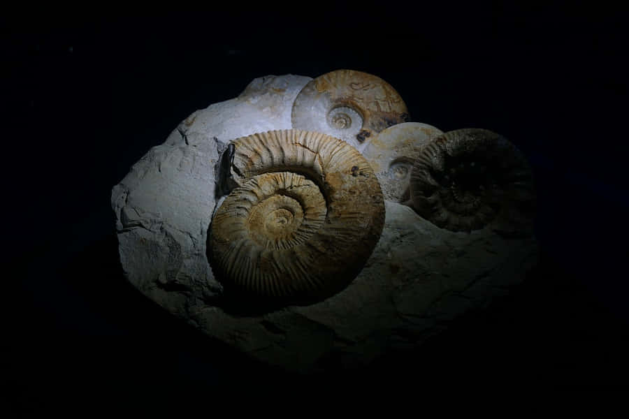 Ammonites 6hg4mtiqk1xoj0jt Wallpaper