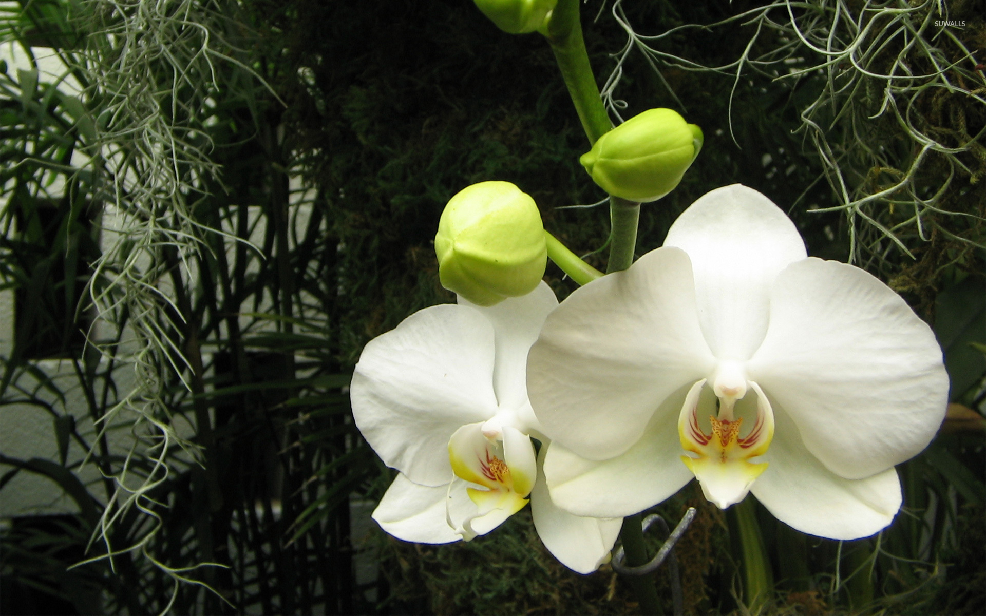 White Orchids Wallpaper Flower