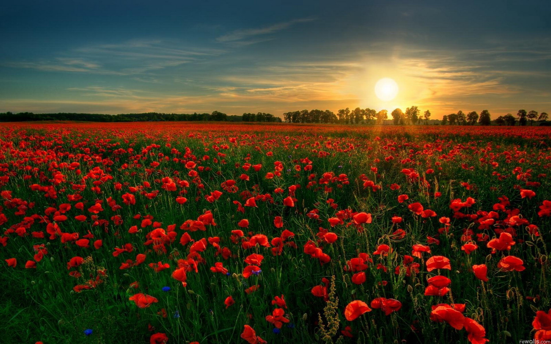 Wallpaper Of A Flower Garden Red Flowers Full In Bloom Click To