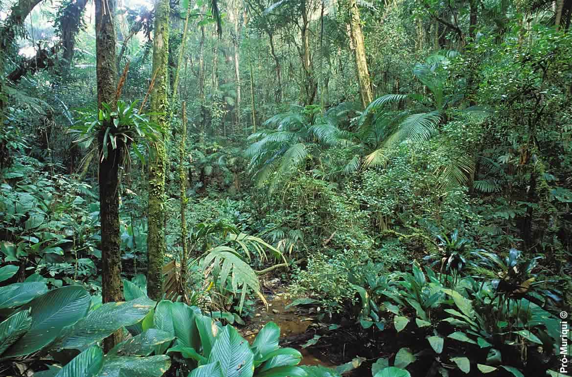 Jungle HD Wallpaper In Nature Imageci