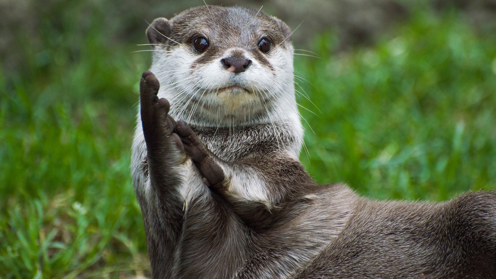 Asian Small Clawed Otter Animals Know Your Meme