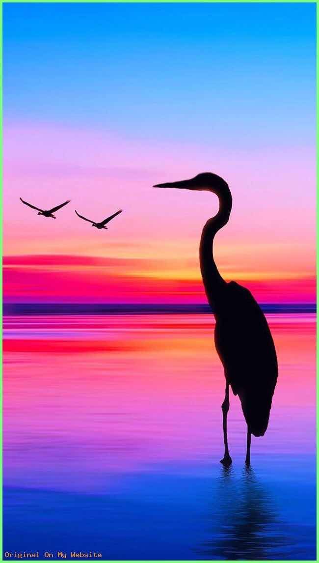 iPhone And Android Wallpaper Sunset Bird For