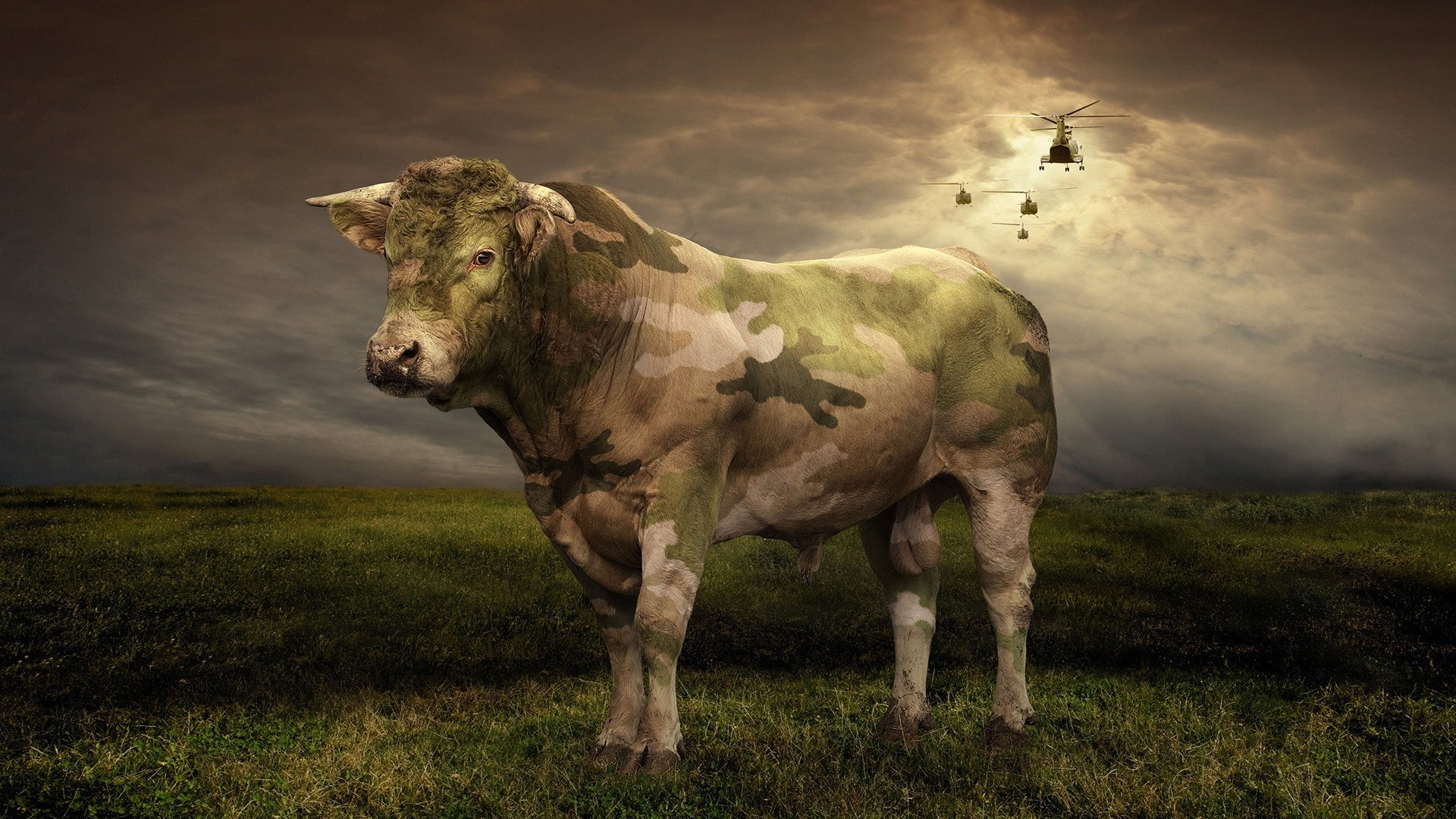 Cow Camouflage Helicopters Funny Wallpaper