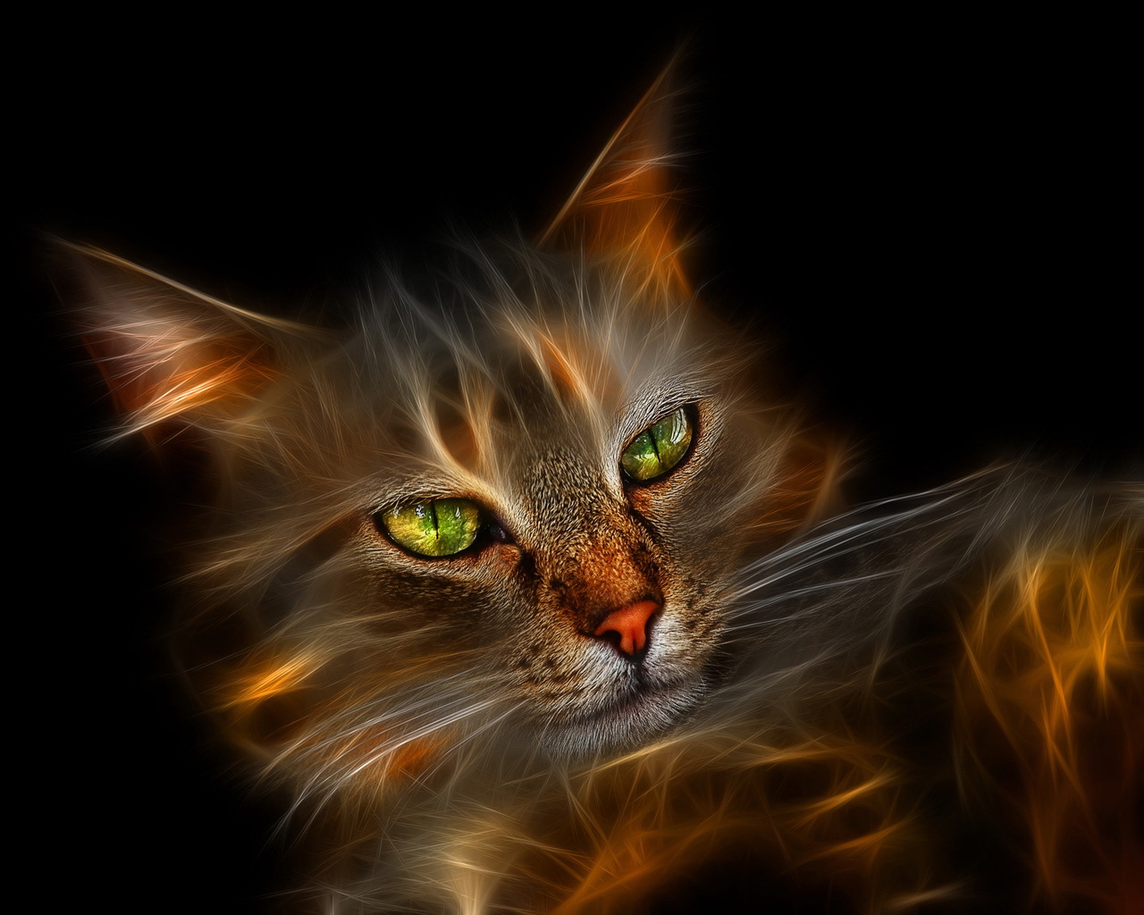 Fire Cat Wallpaper And Image Pictures