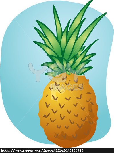 pineapple wallpaper iphone pineapple fruit illustration 59472bjpg