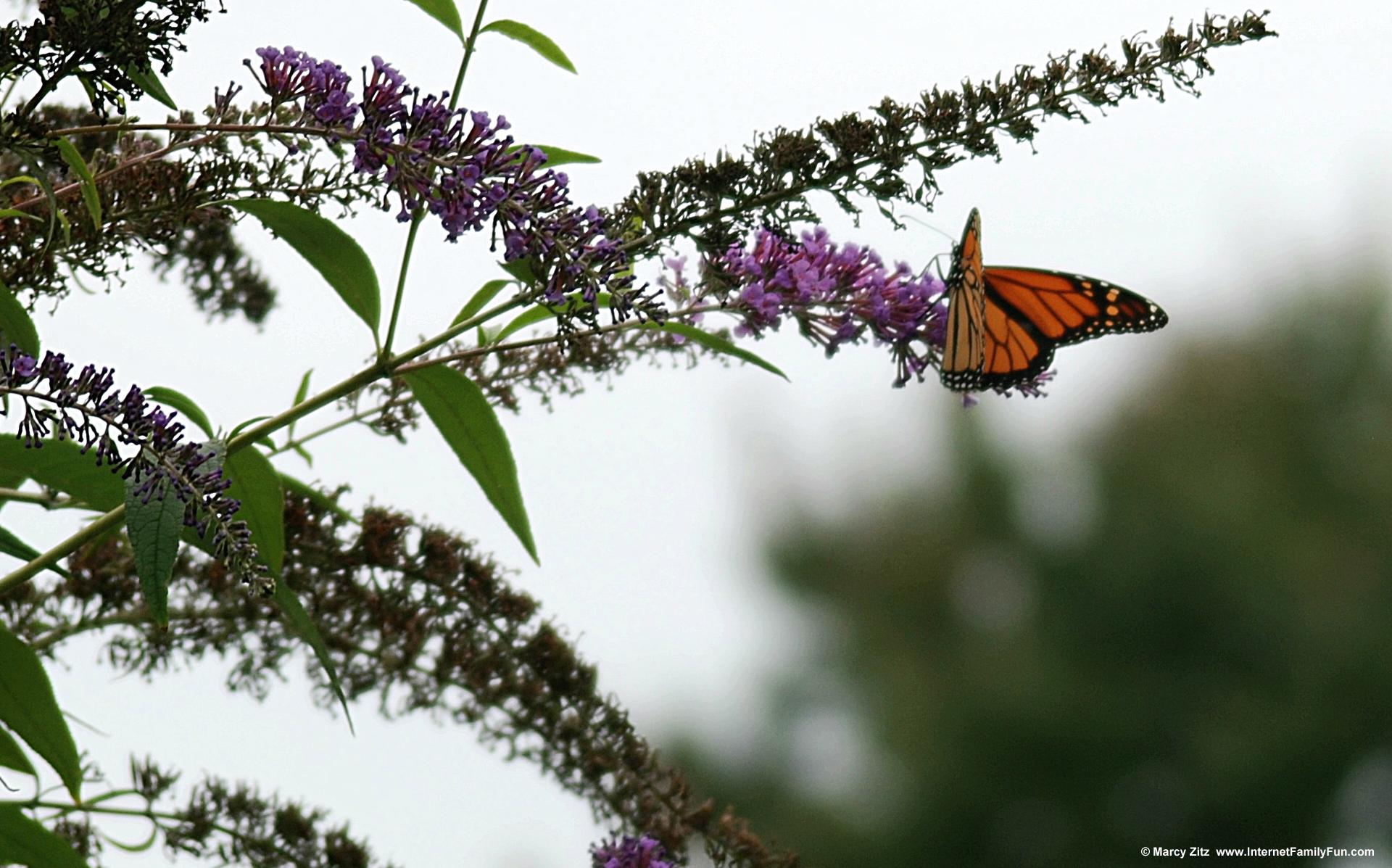Monarch Butterfly Widescreen Monitor Wallpaper Background For