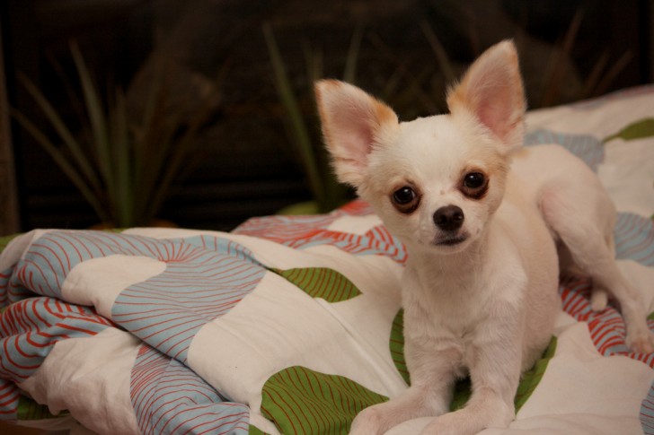 White Chihuahua HD Wallpaper Animals