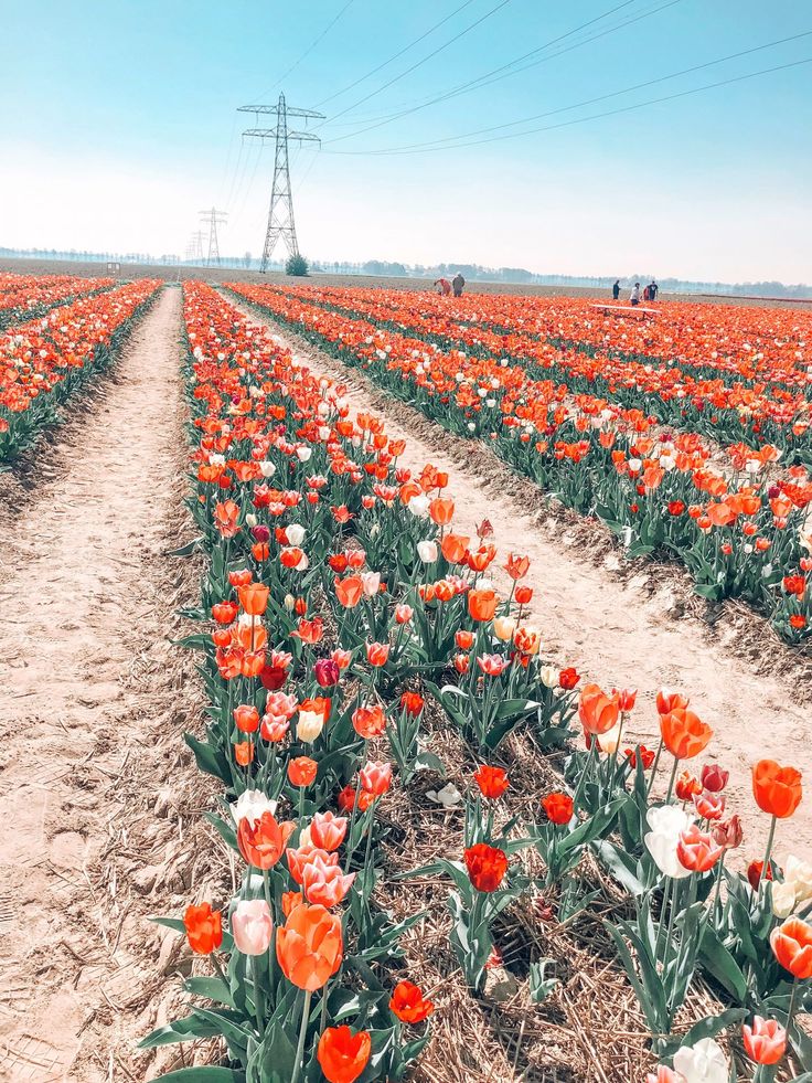 A Non Touristy Guide To The Tulip Fields In The Netherlands