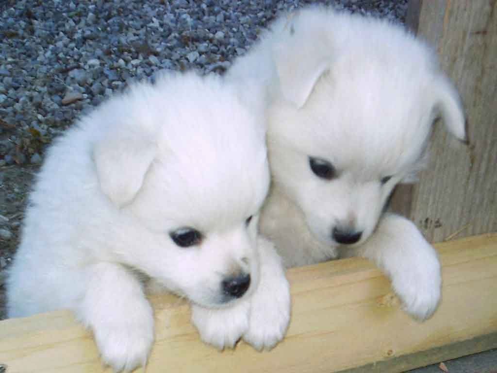 Download puppies wallpapers free   SF Wallpaper