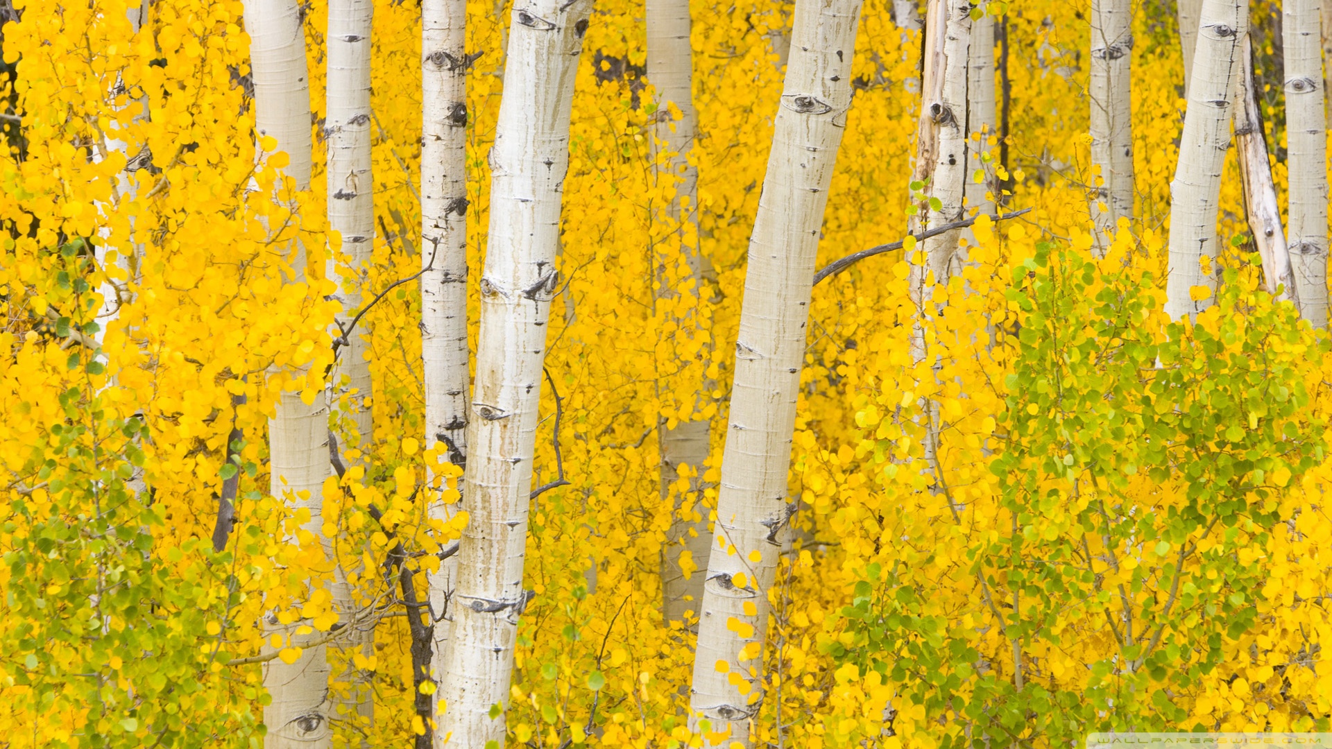 Golden Aspens Rocky Mountains Colorado 4k HD Desktop