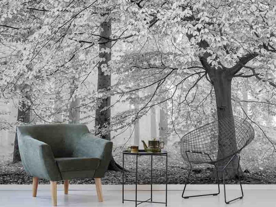 Black And White Trees Wallpaper About Murals