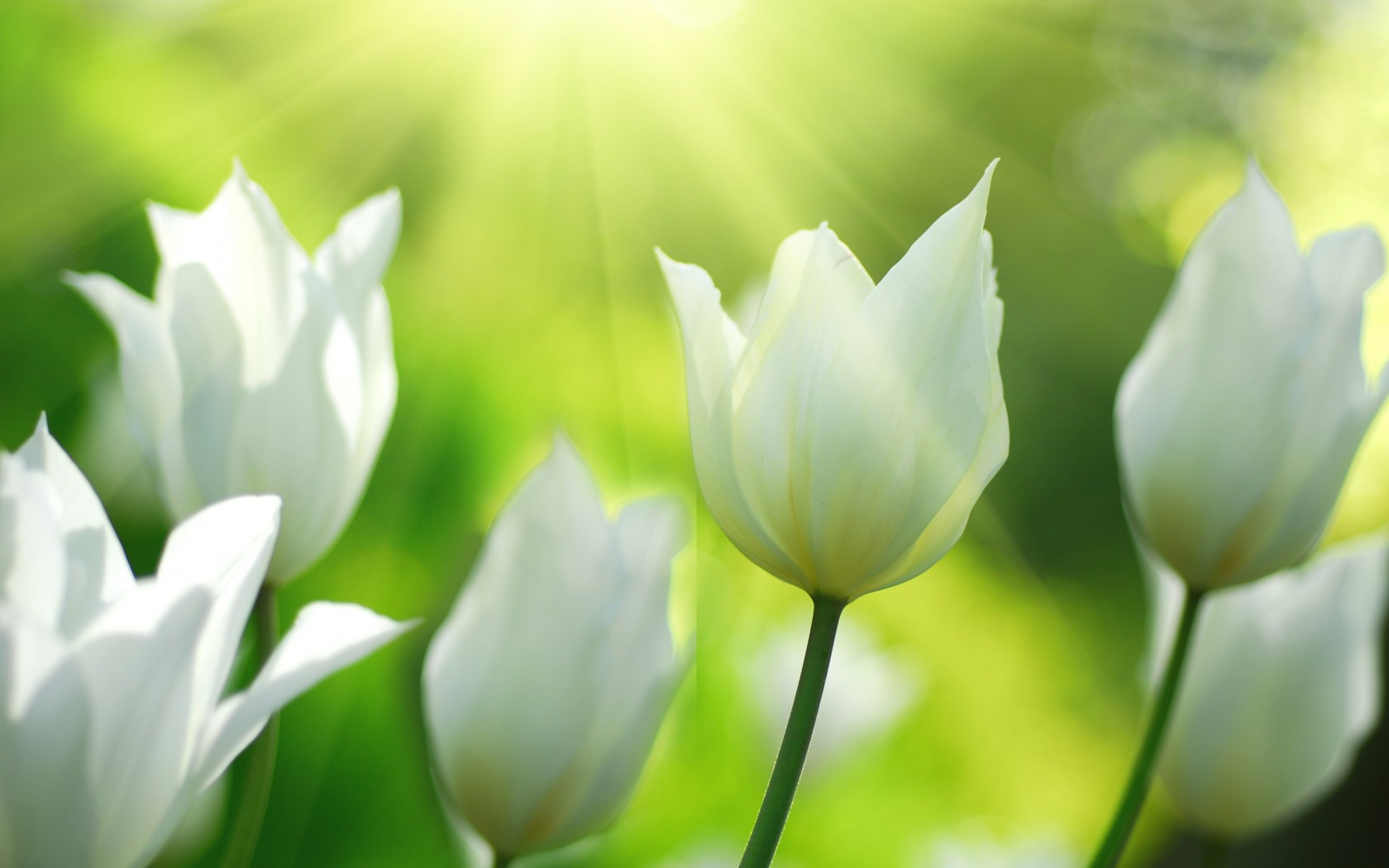 Spring Flowers Wallpaper White Tulips