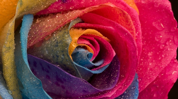 Flowers Colorful Water Drops Macro Roses