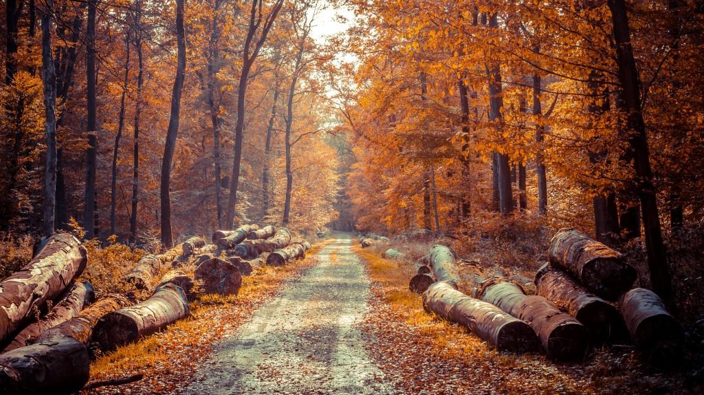 4k Autumn Wallpaper High Quality
