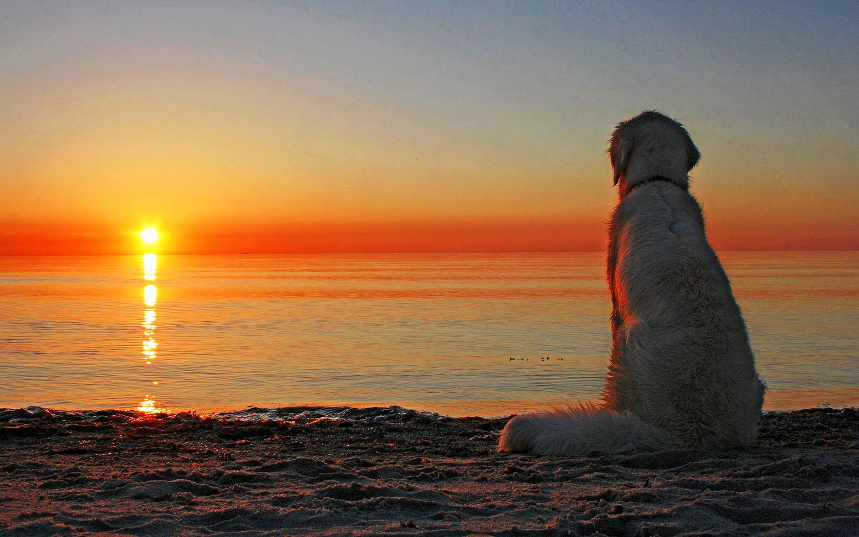 Golden Retriever Wallpaper And Background Id