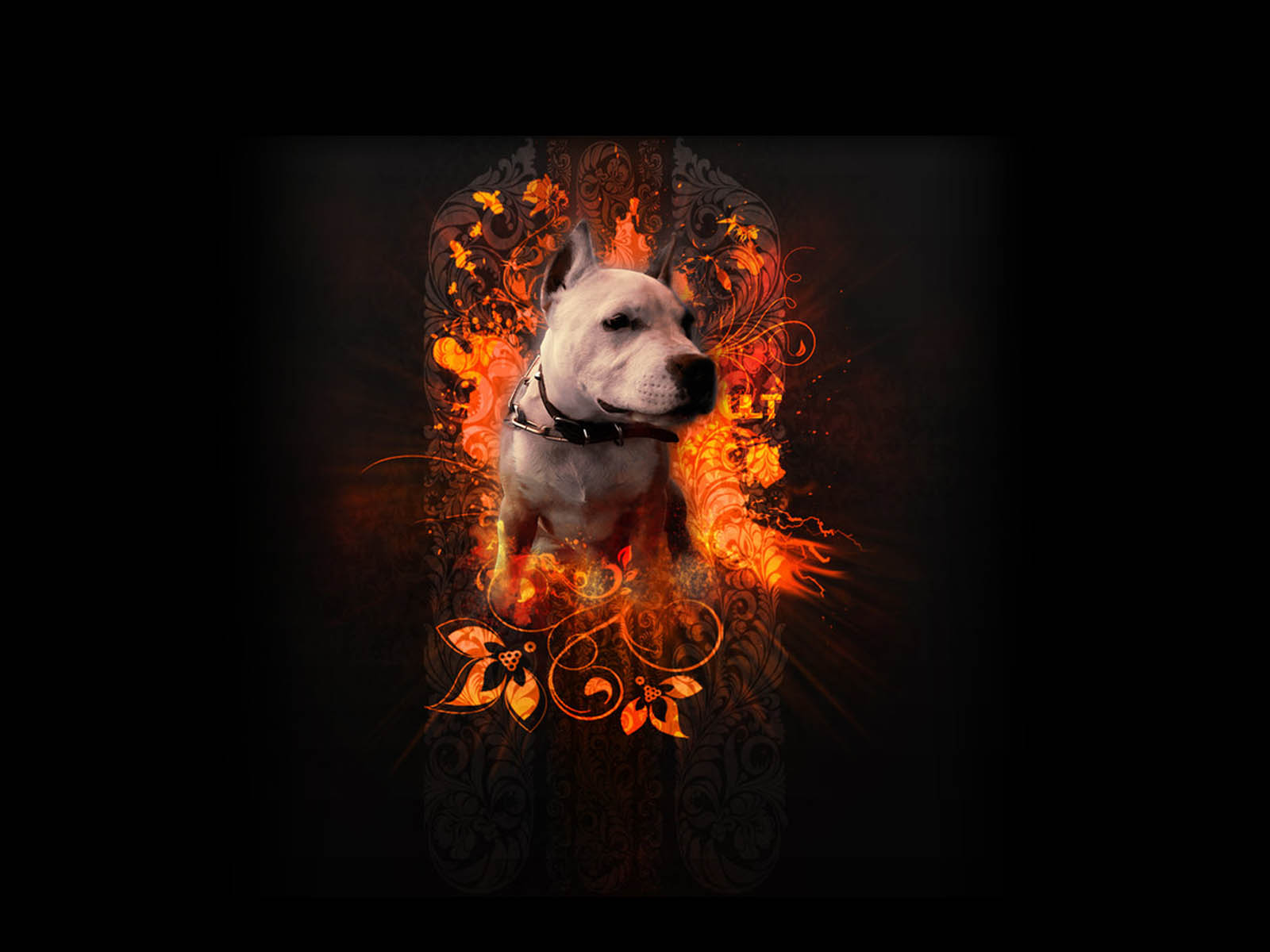 Pitbull Dogs White American Staffordshire Terrier
