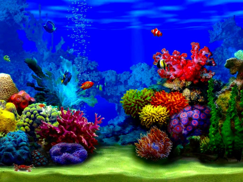 Aqurium Inside The Animals Fish HD Desktop Wallpaper