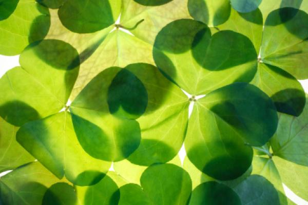 St Patrick S Day The Shamrock Is A Popular Symbol That Seen On