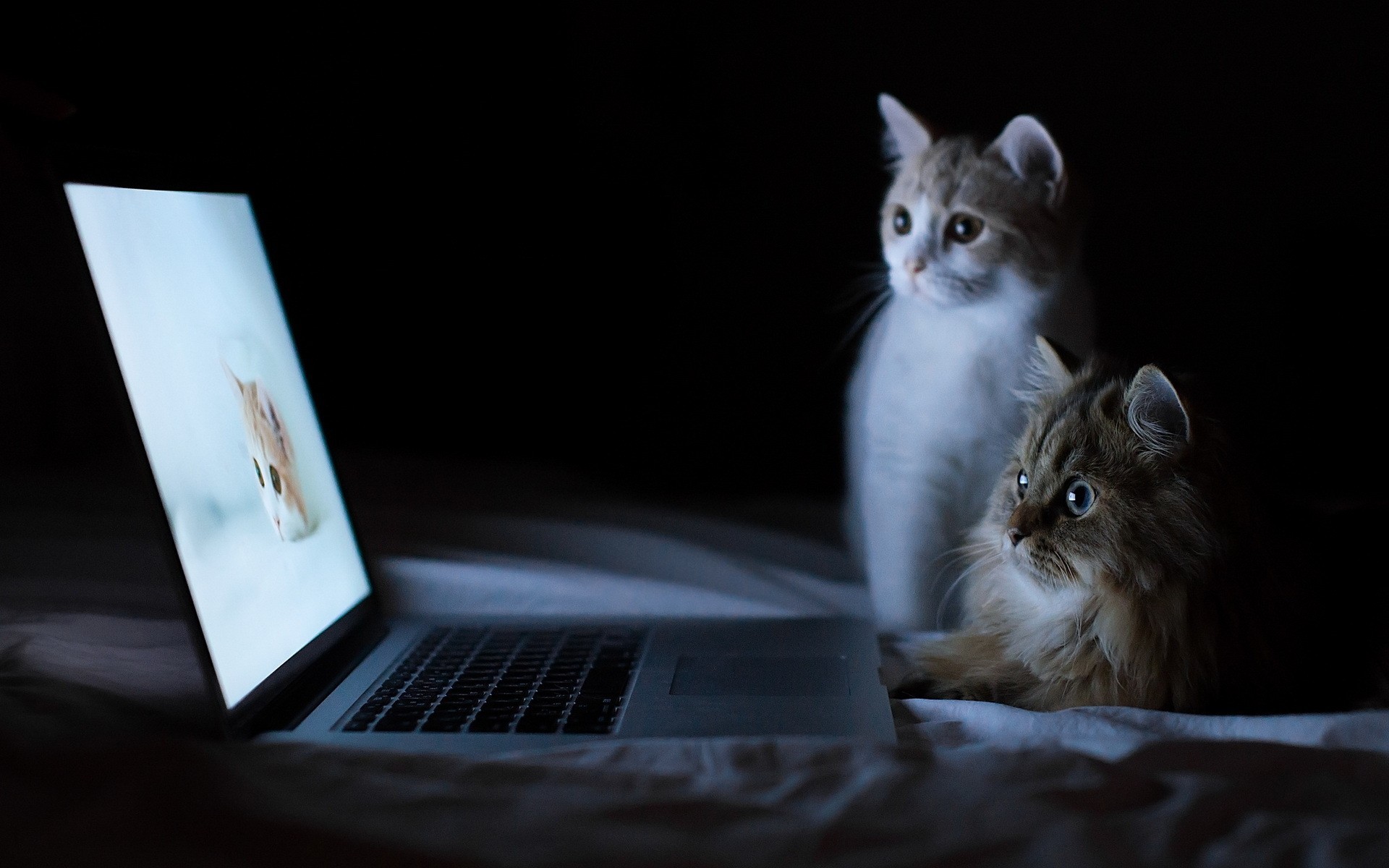 HD Cats And Laptop Wallpaper Desktop Cool Background