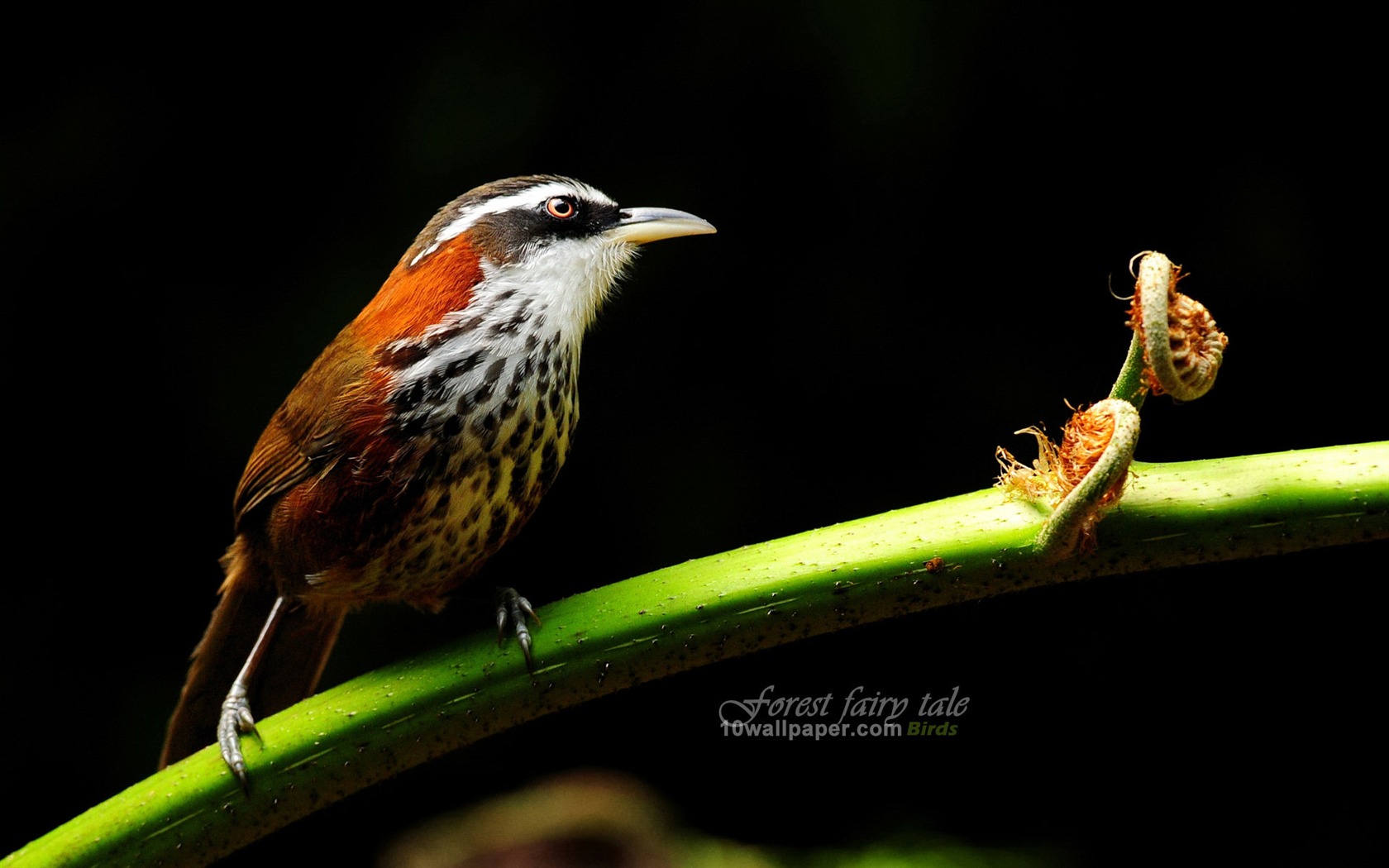 Pin Branches Birds Small Scimitar Babbler Wallpaper On