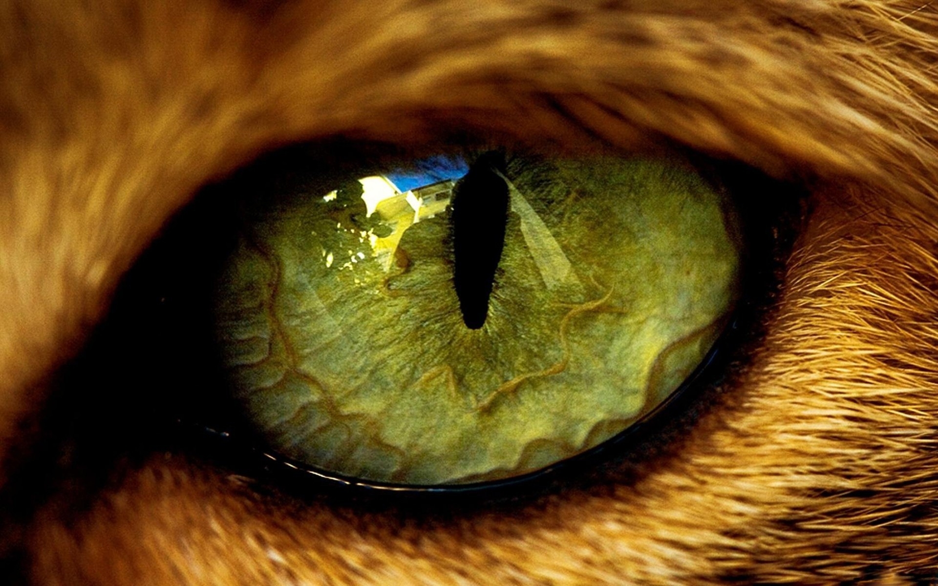closeup eyes cats animals 1920x1200 wallpaper High Quality