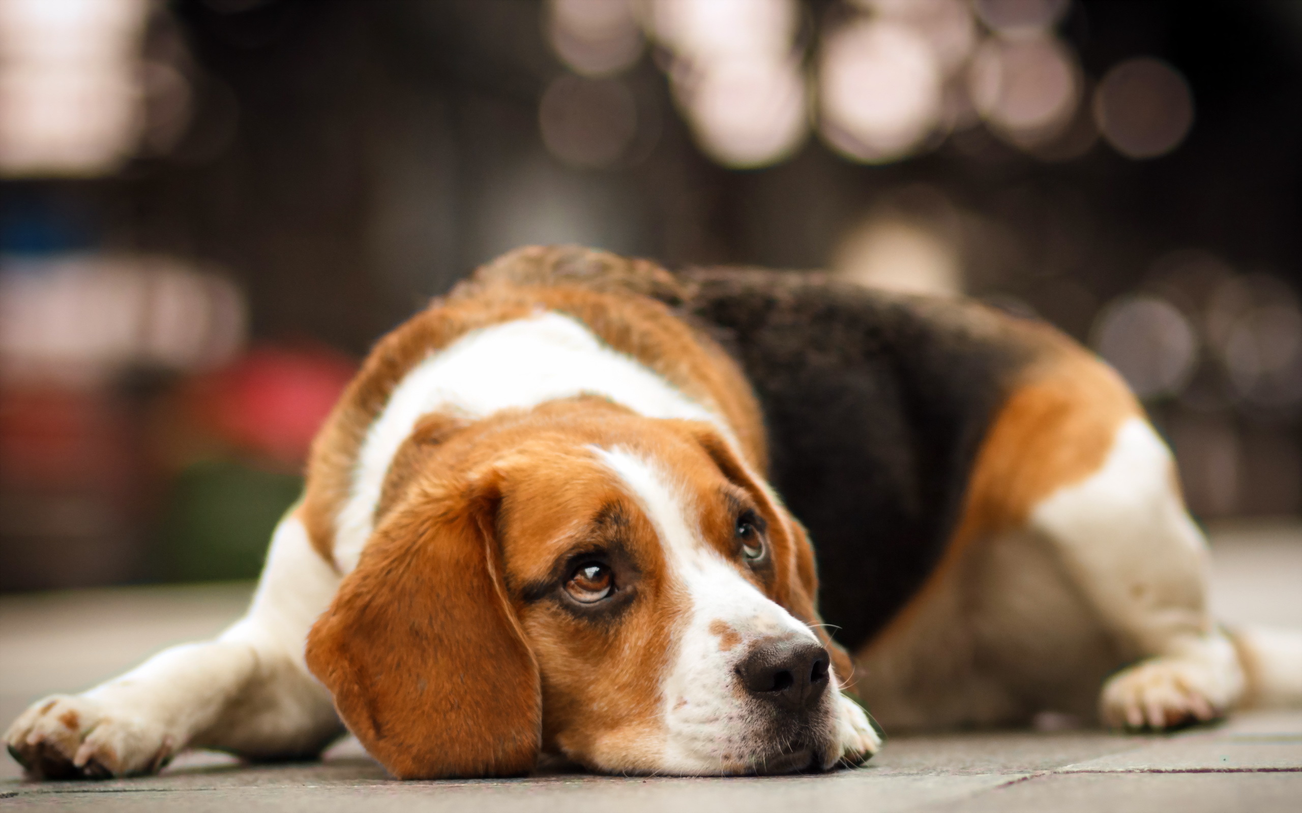 Beagle Dogs Temperament Exercise And Grooming