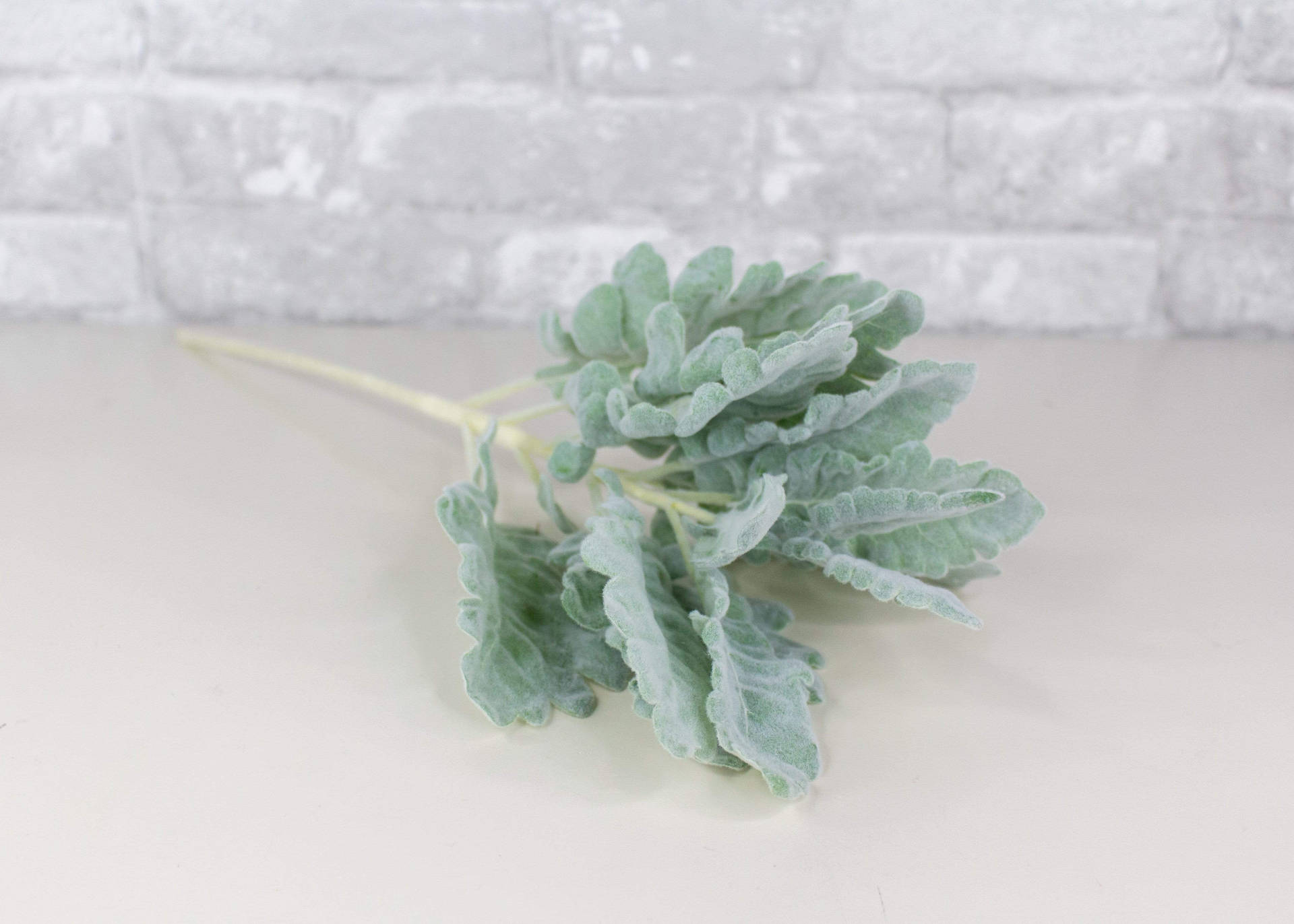 Sage Green Aesthetic Wallpaper