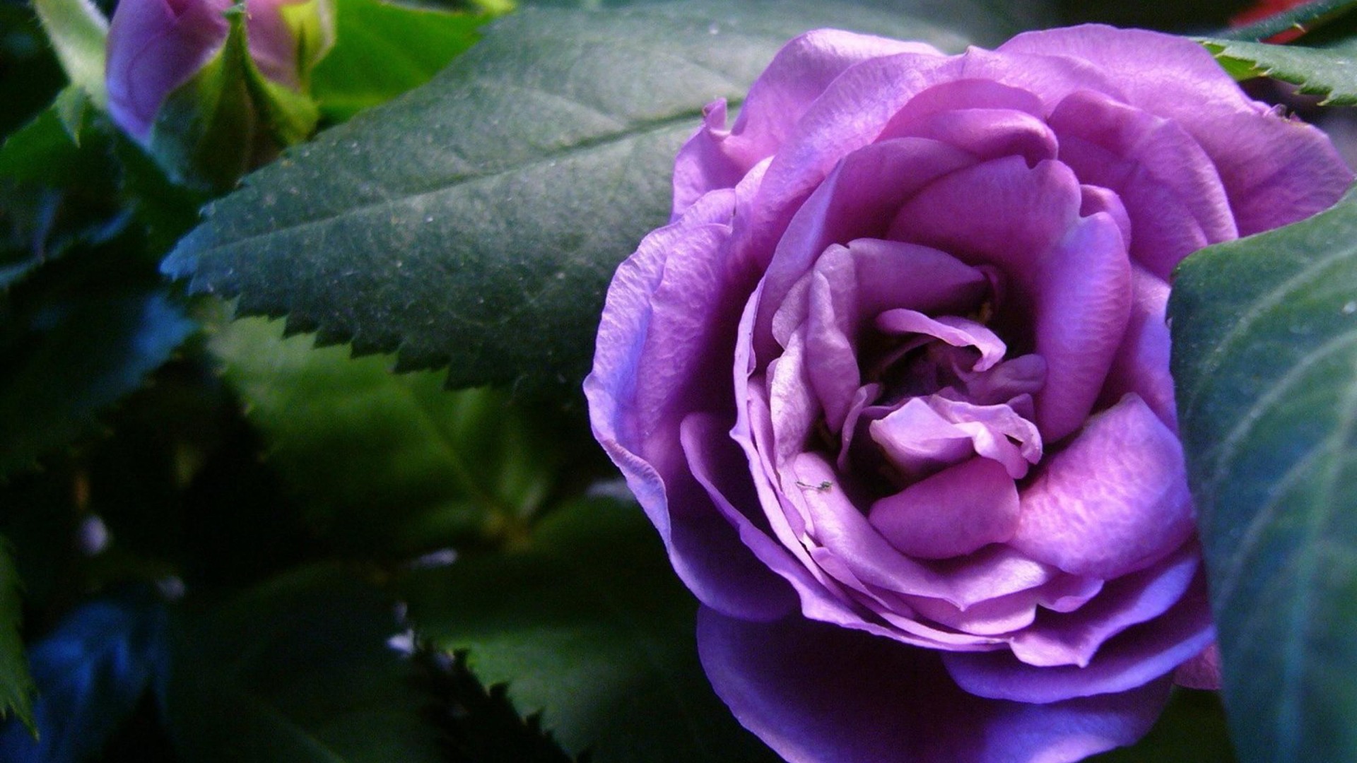 Purple Rose Flowers Photography Wallpaper Full HD Desktop