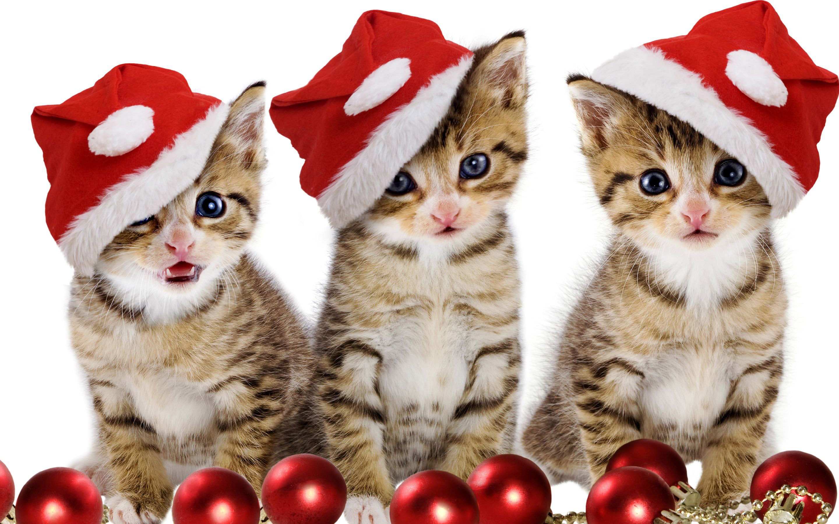 Christmas Kitten HD Wallpaper Gallery