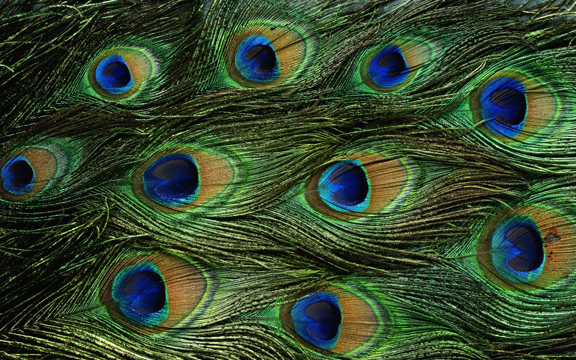 Peacock Feathers Texture HD Wallpaper