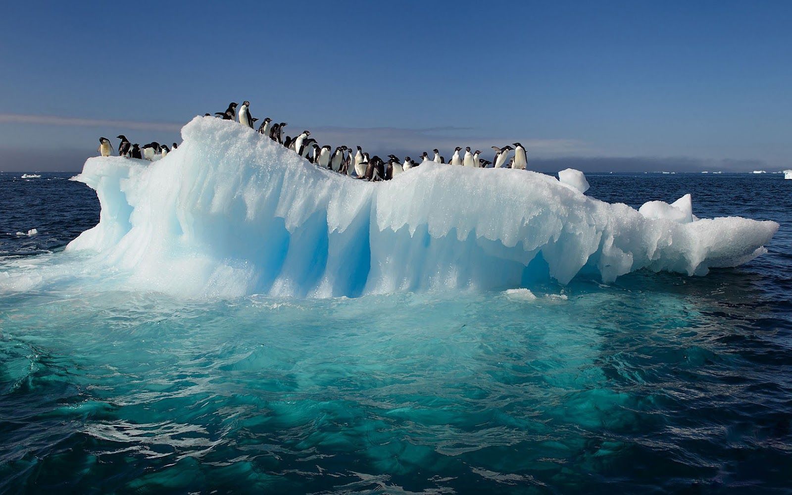 Antarctica Animals Wallpaper Of With Penguins On A