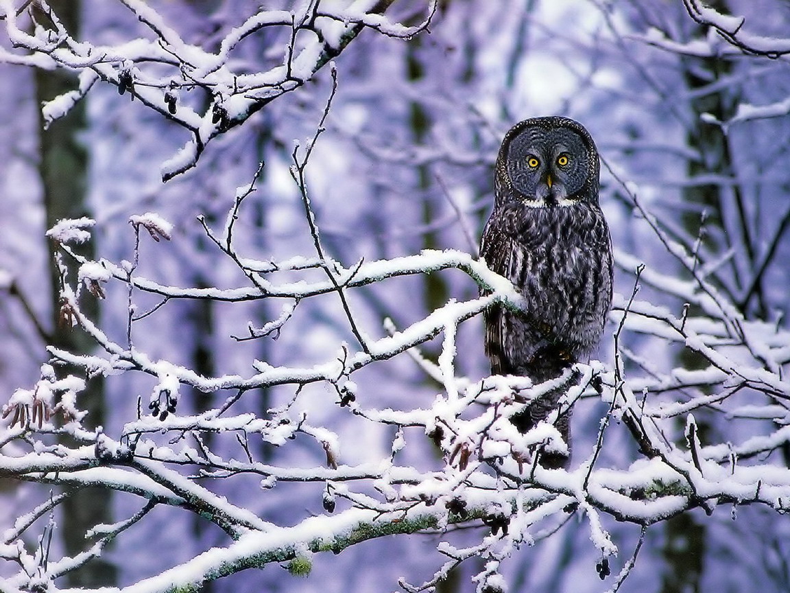 Owl landing in the snow Wallpaper Free Wallpapers   High resolution
