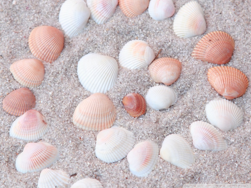 Seashells Wallpaper HD