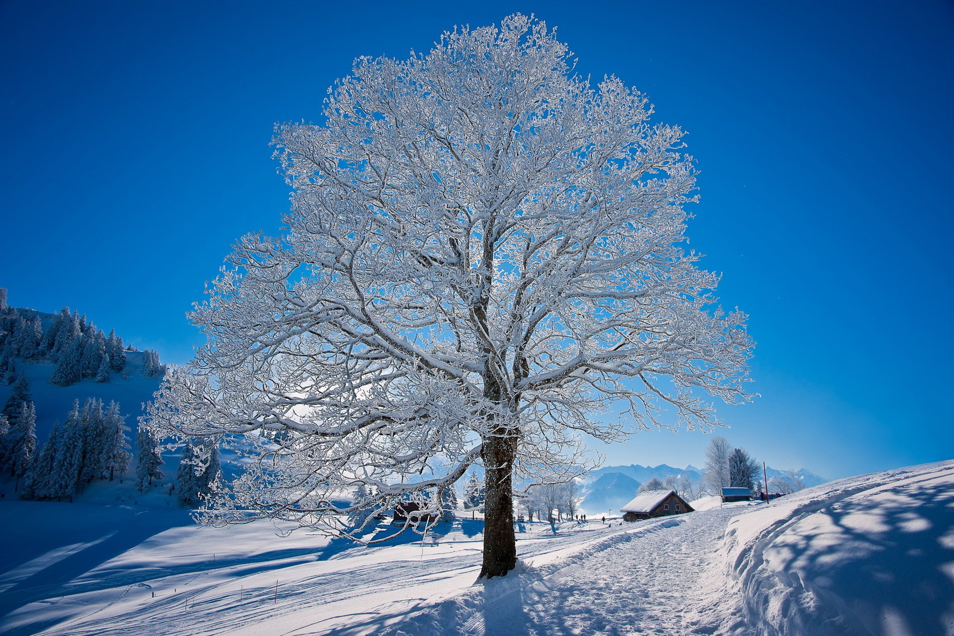 A snow-covered tree stands tall against a vibrant blue sky in a winter wonderland landscape