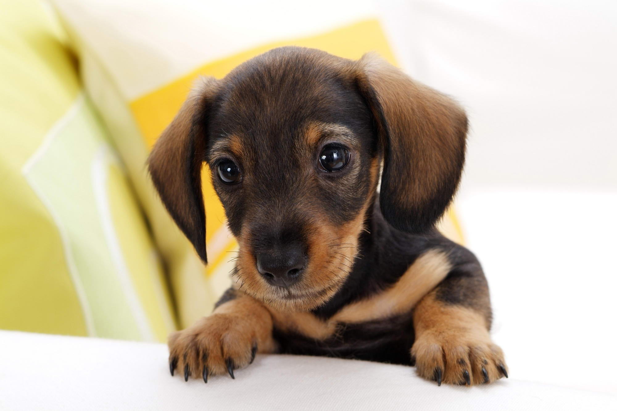 Dachshund Photos Download The BEST Free Dachshund Stock Photos  HD Images
