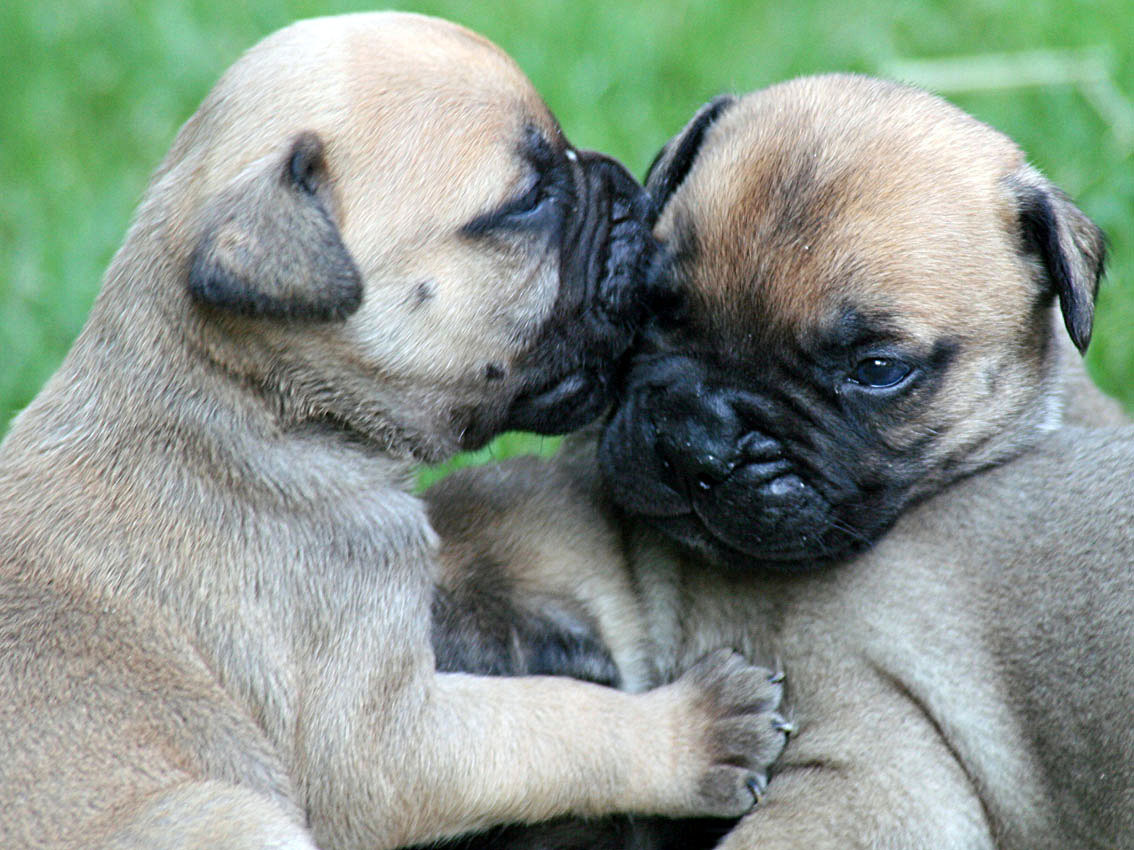 Lovely Bullmastiff Puppies Wallpaper HD