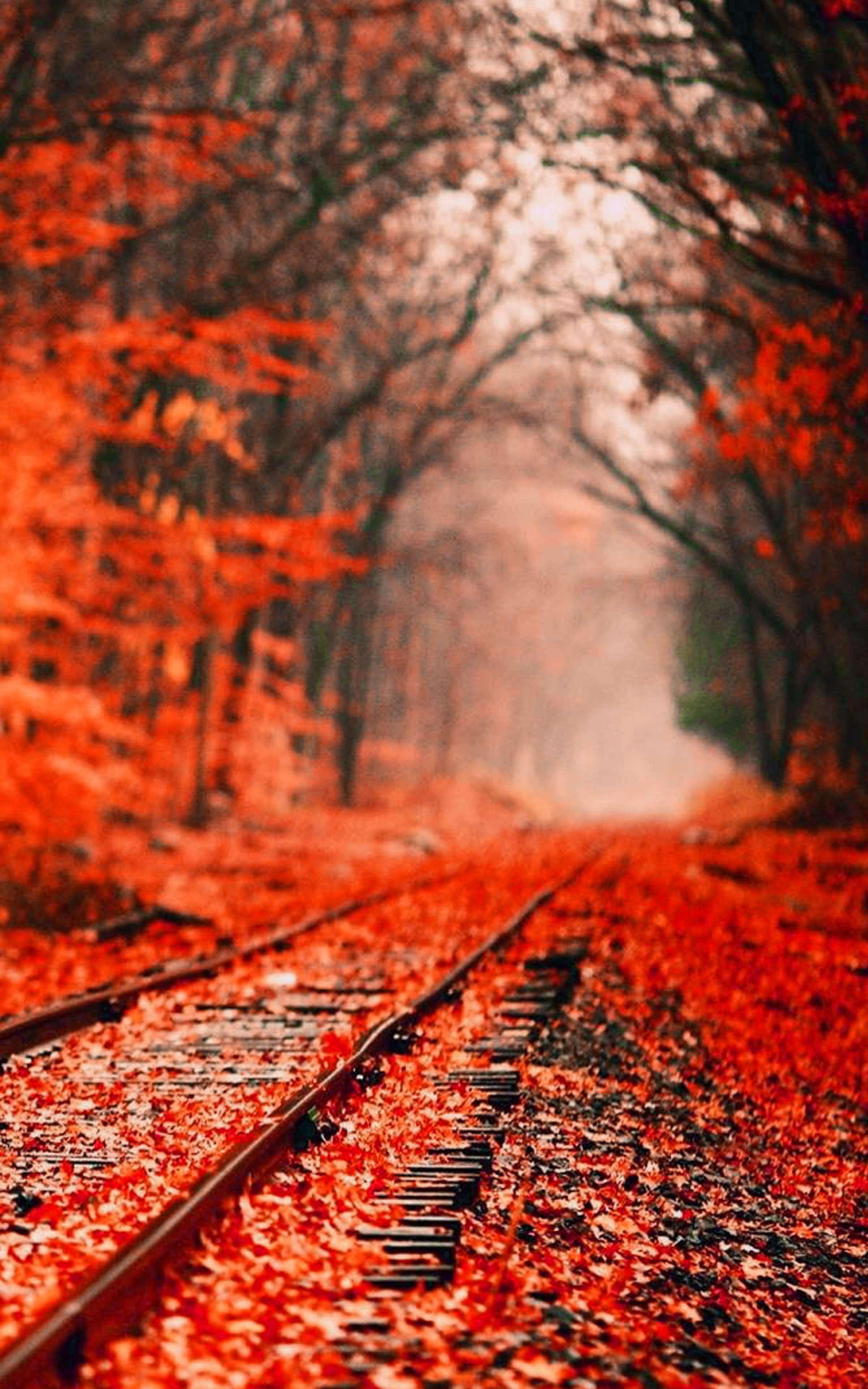 Autumn Foliage Wallpaper Phone