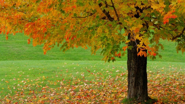 Autumn HD Wallpaper Tags World Season Description
