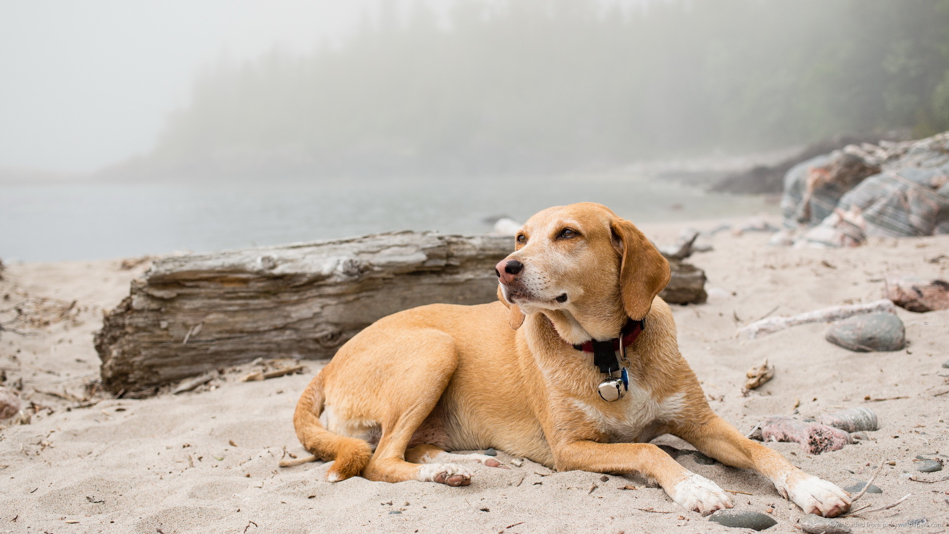 Dog Resting On The Beach Wallpaper Picture For iPhone Blackberry