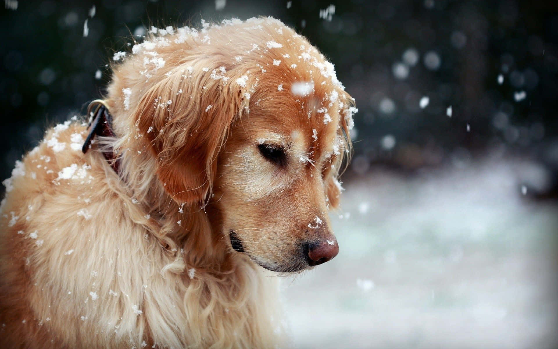 Dog Aesthetic Wallpaper